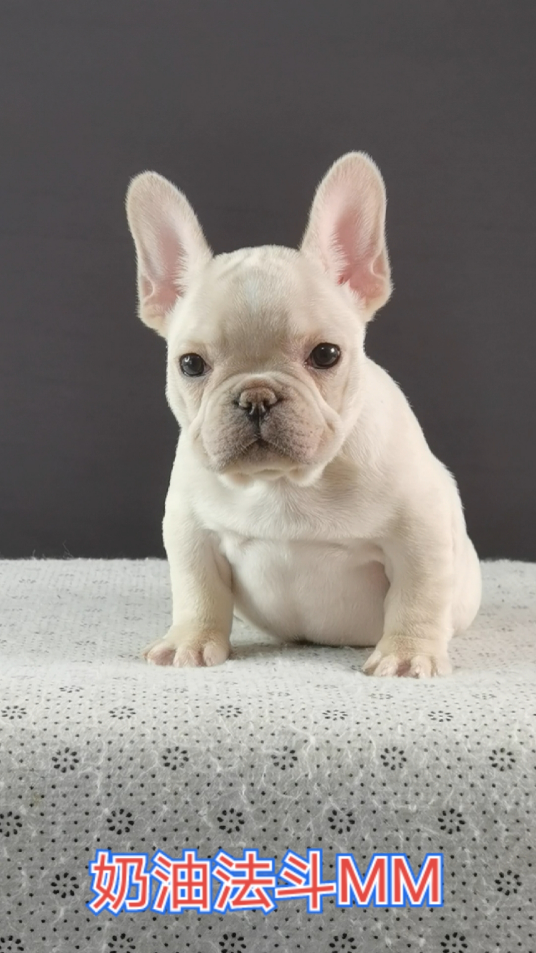 法斗#法牛#法国斗牛犬#萌宠潮可爱#狗狗#萌宠奶油法斗妹妹日常投递