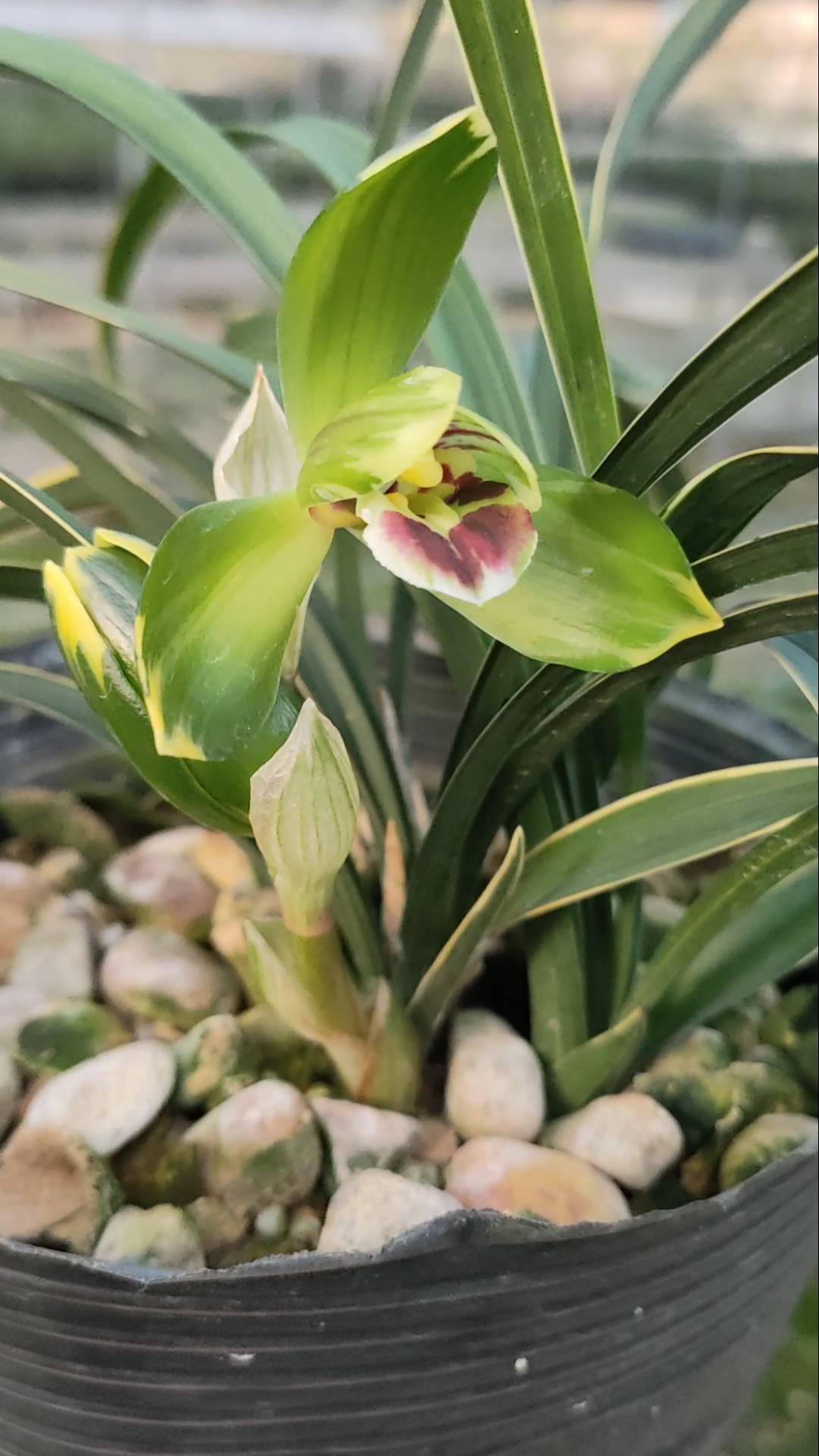 金富贵春兰金边艺金富贵