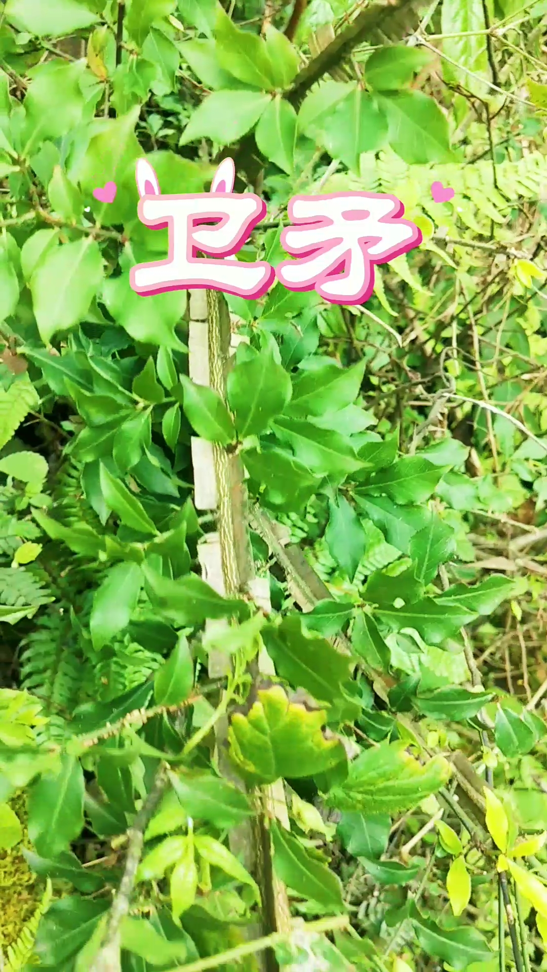 认识植物药材