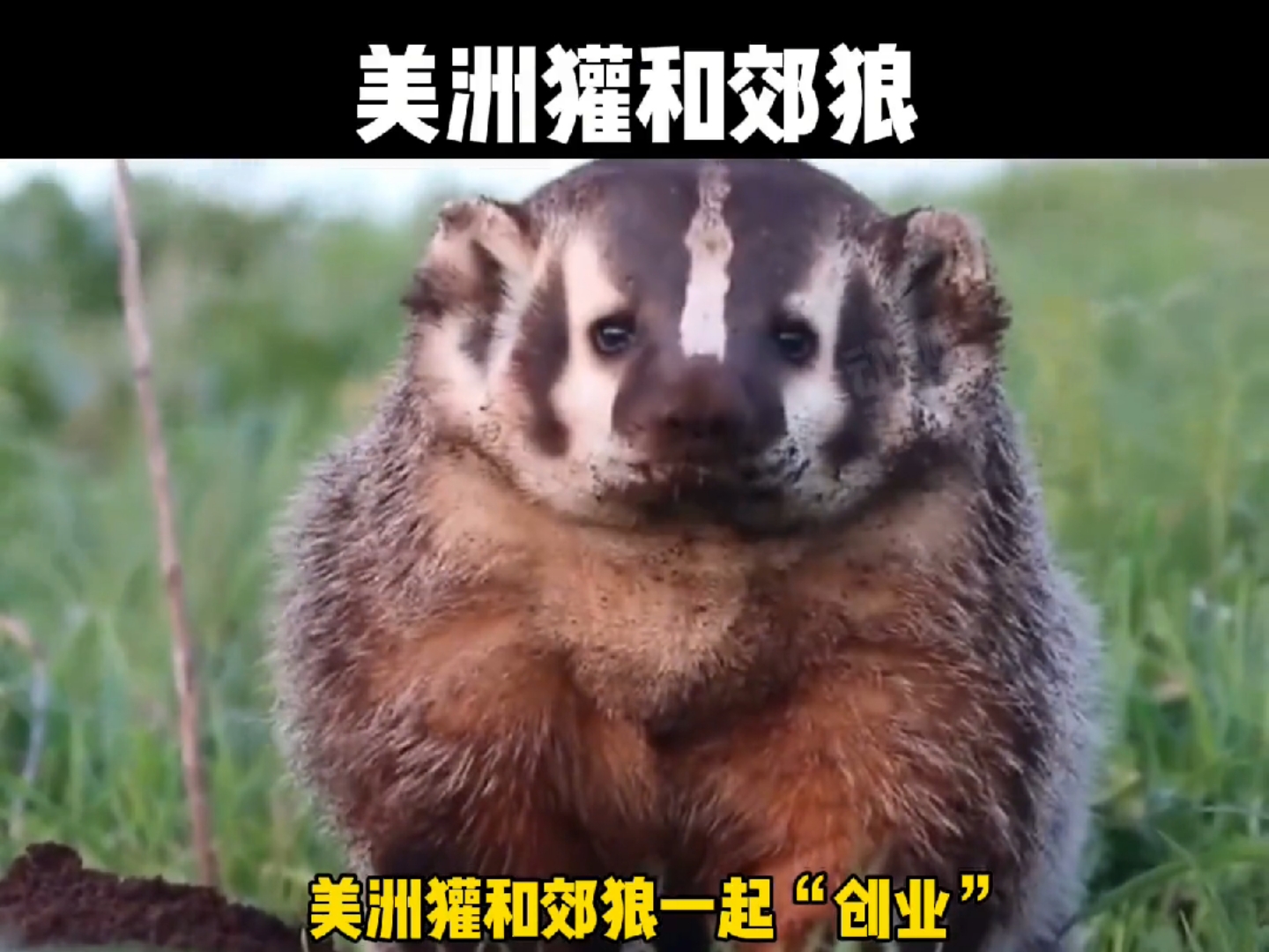 动物世界#动物版创业合伙人,美洲獾和郊狼组团捕猎地鼠