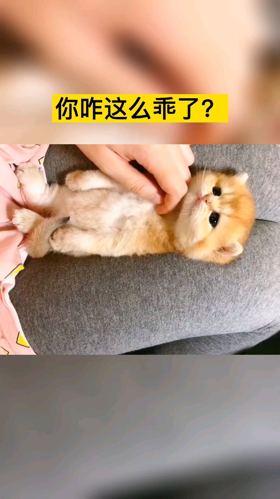 家有猫咪小家伙这可爱真乖