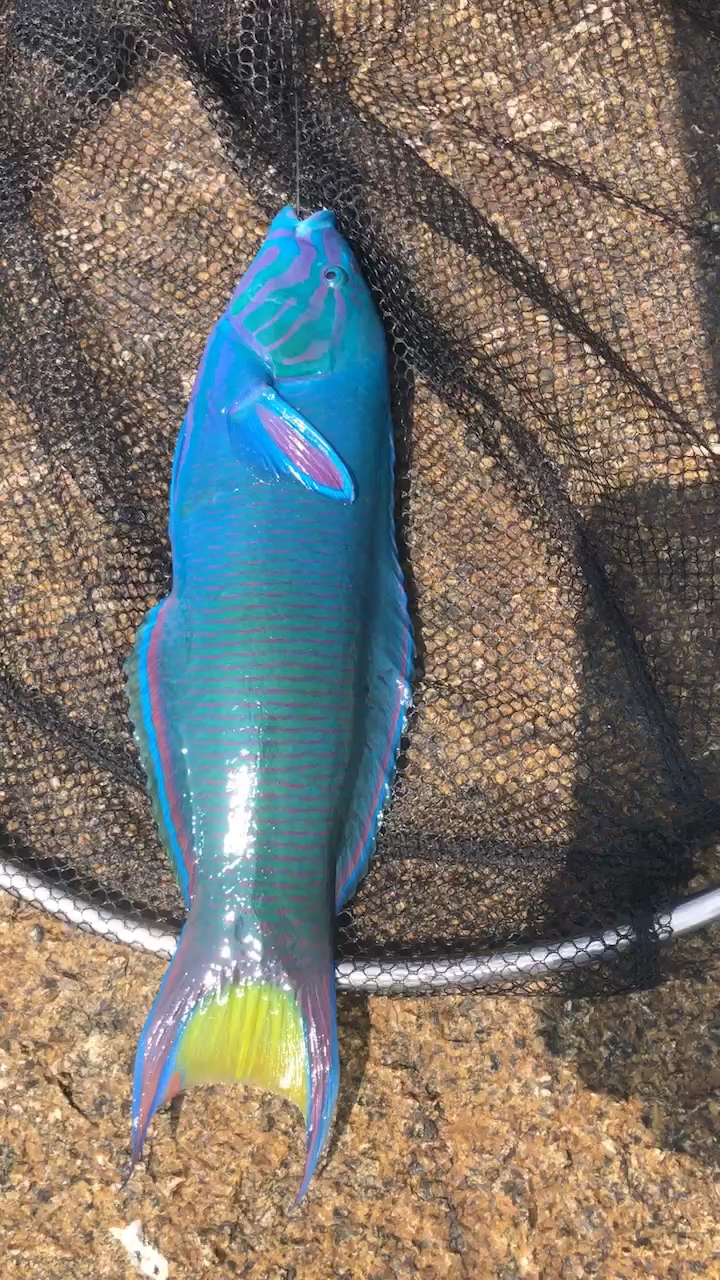 海钓#陵水海钓青衣鱼,吃过么?-度小视