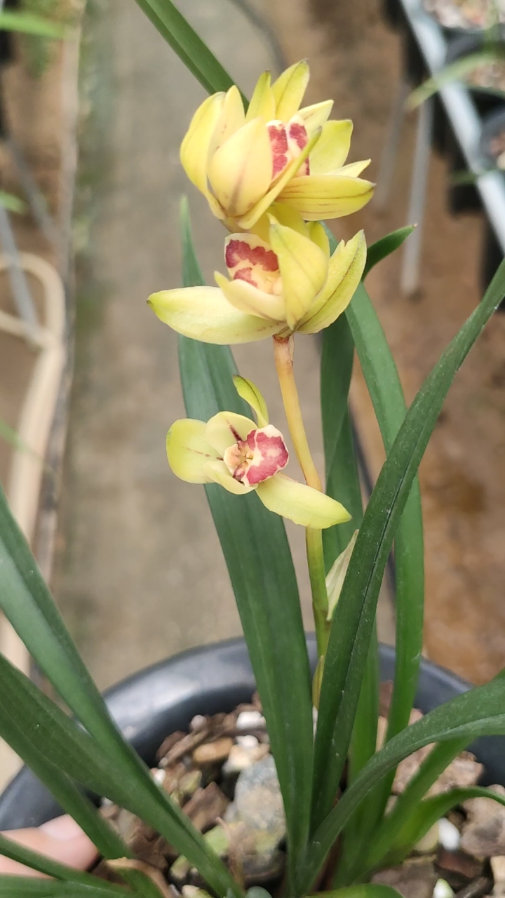 兰花小站#建兰罗汉荷性价比观赏价值很高的一款兰花,喜欢的约