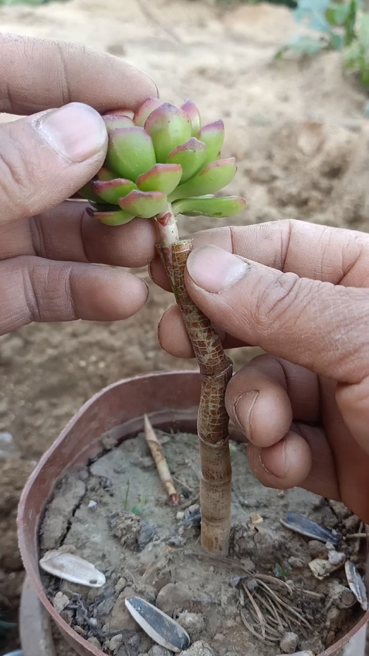 嫁接技术#玉树嫁接多肉技术,一般人不会