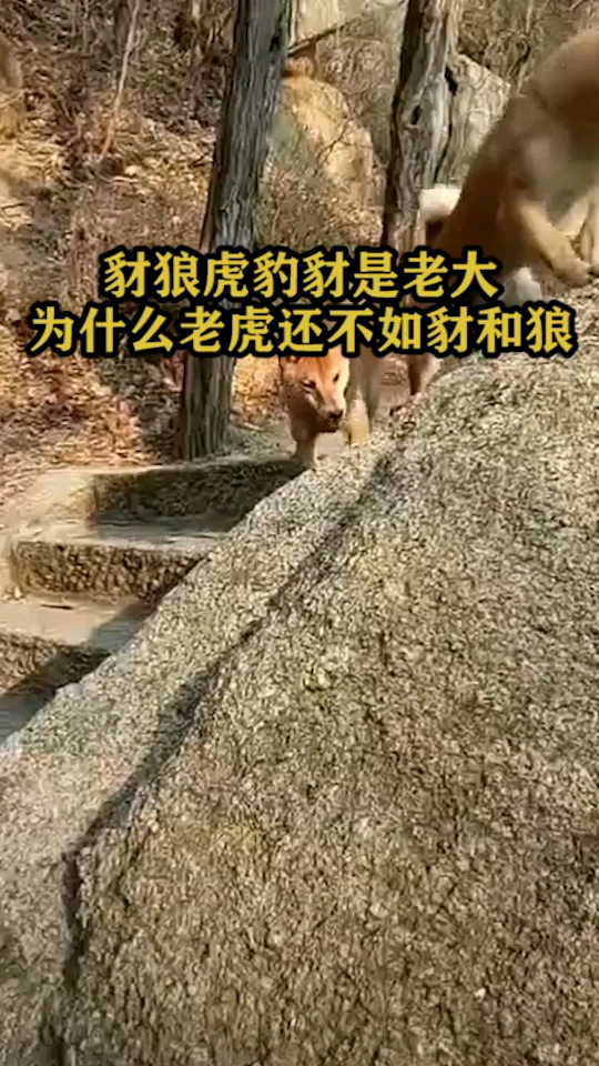 豺狼虎豹豺才是老大为什么老虎还不如豺和狼