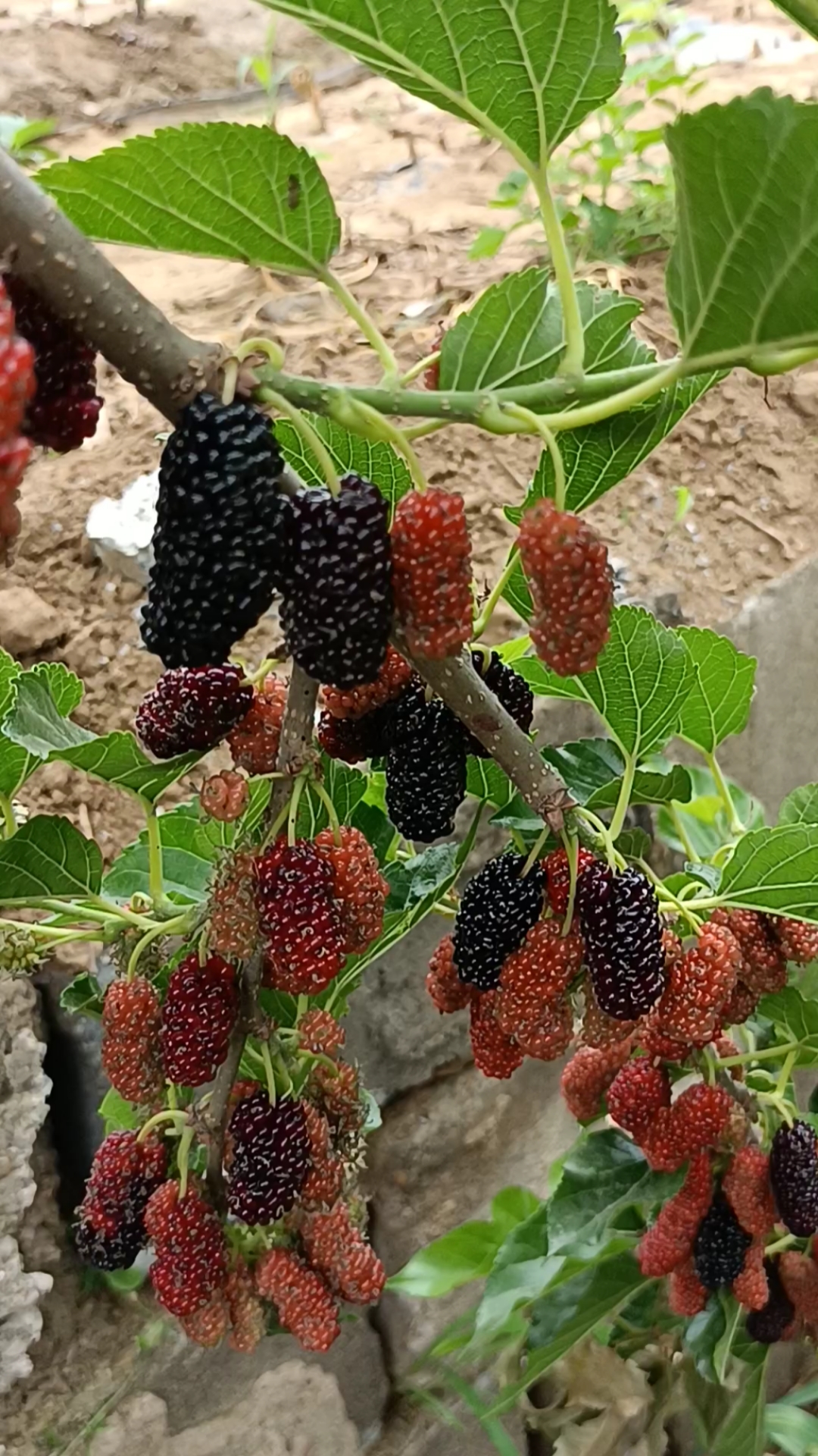 无籽大十果桑树苗果桑苗品种介绍无籽大十果桑种植方法果桑树苗最佳