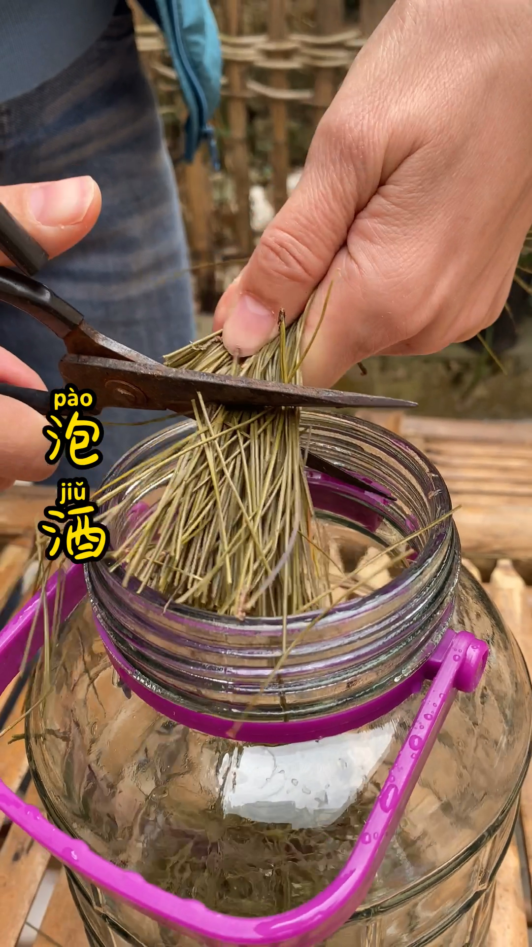 松针泡酒你喝过吗?