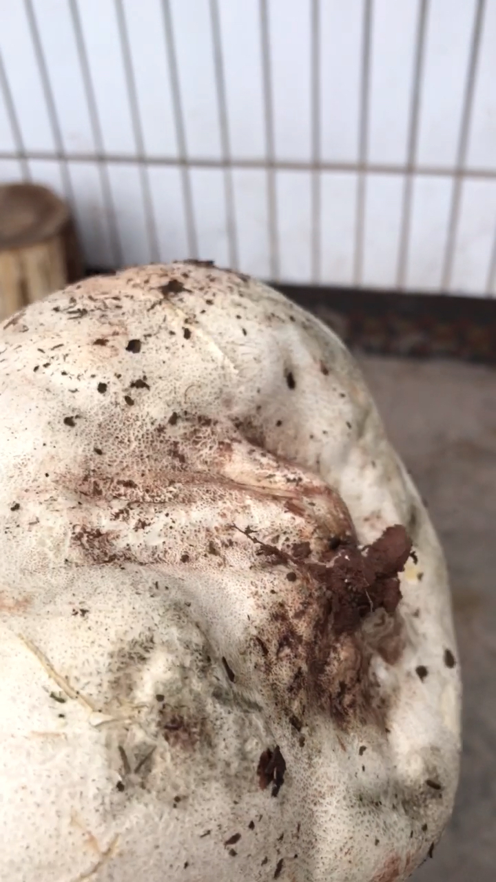 乡村生活#万能的百度谁认识这是啥品种蘑菇吗可以吃吗是不是叫马粪 