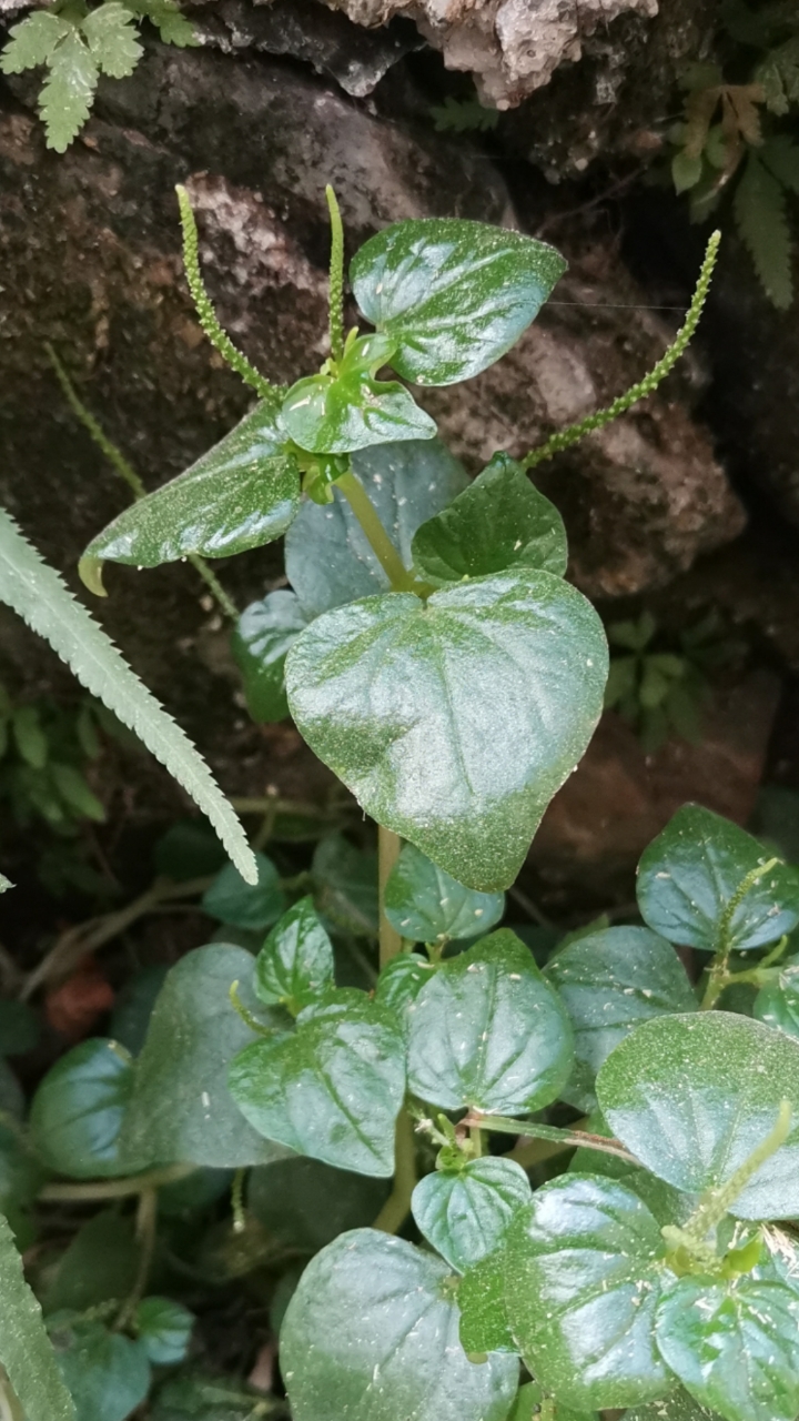 花卉绿植#认识植物:草胡椒-度小视