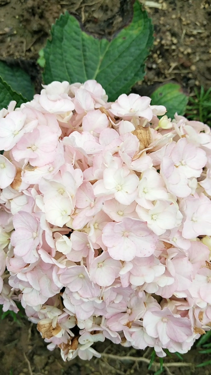 泼花成画#今年夏天最后的绣球莱昂花开,期待明年扦插更爆枝