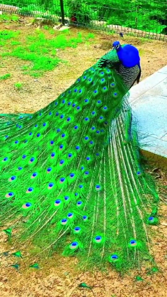 动物百科视频#孔雀:绿孔雀,象征吉祥,华贵