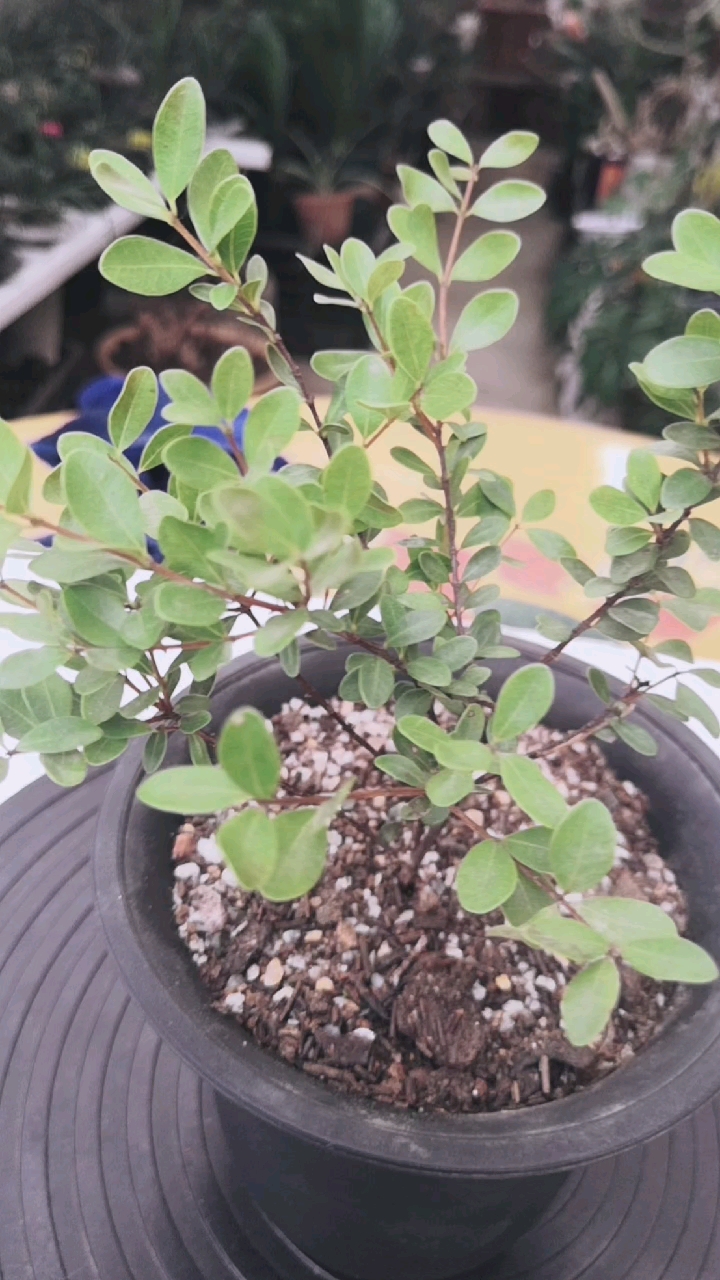 乡村生活#三叶红芽赤楠