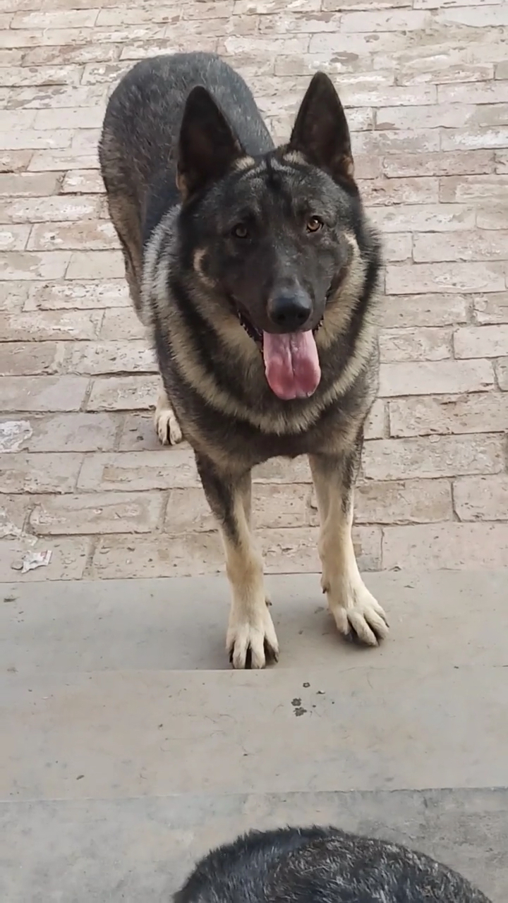 狼青犬#老版狼青犬的压迫感.