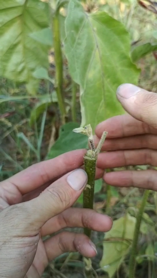 刺茄嫁接图片