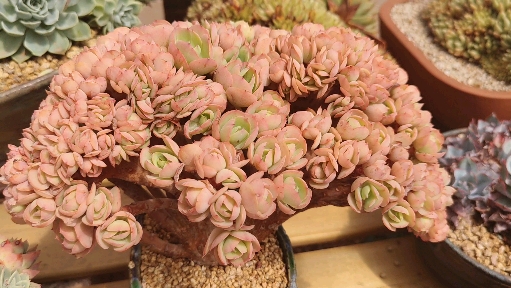 多肉植物#你见过如此漂亮的碧桃缀化吗?是不是美到让人窒息的感觉?