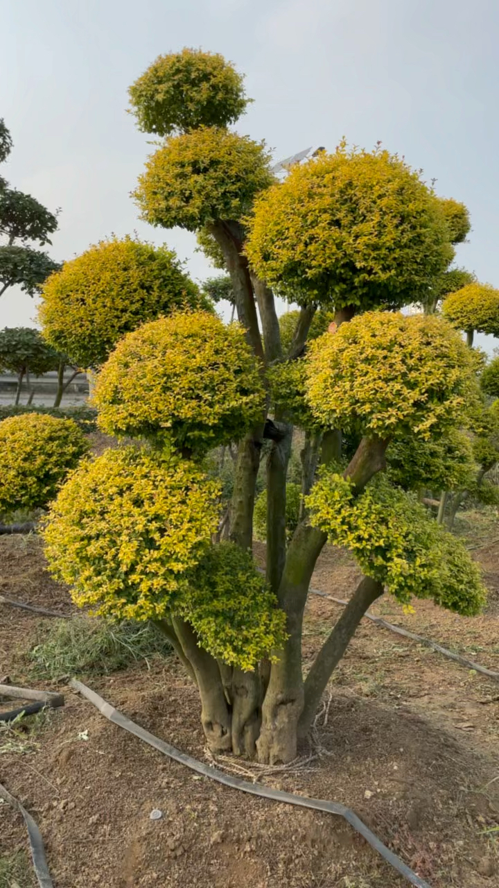 小叶女贞造型树基地独一无二的一棵丛生亮晶晶造型女贞