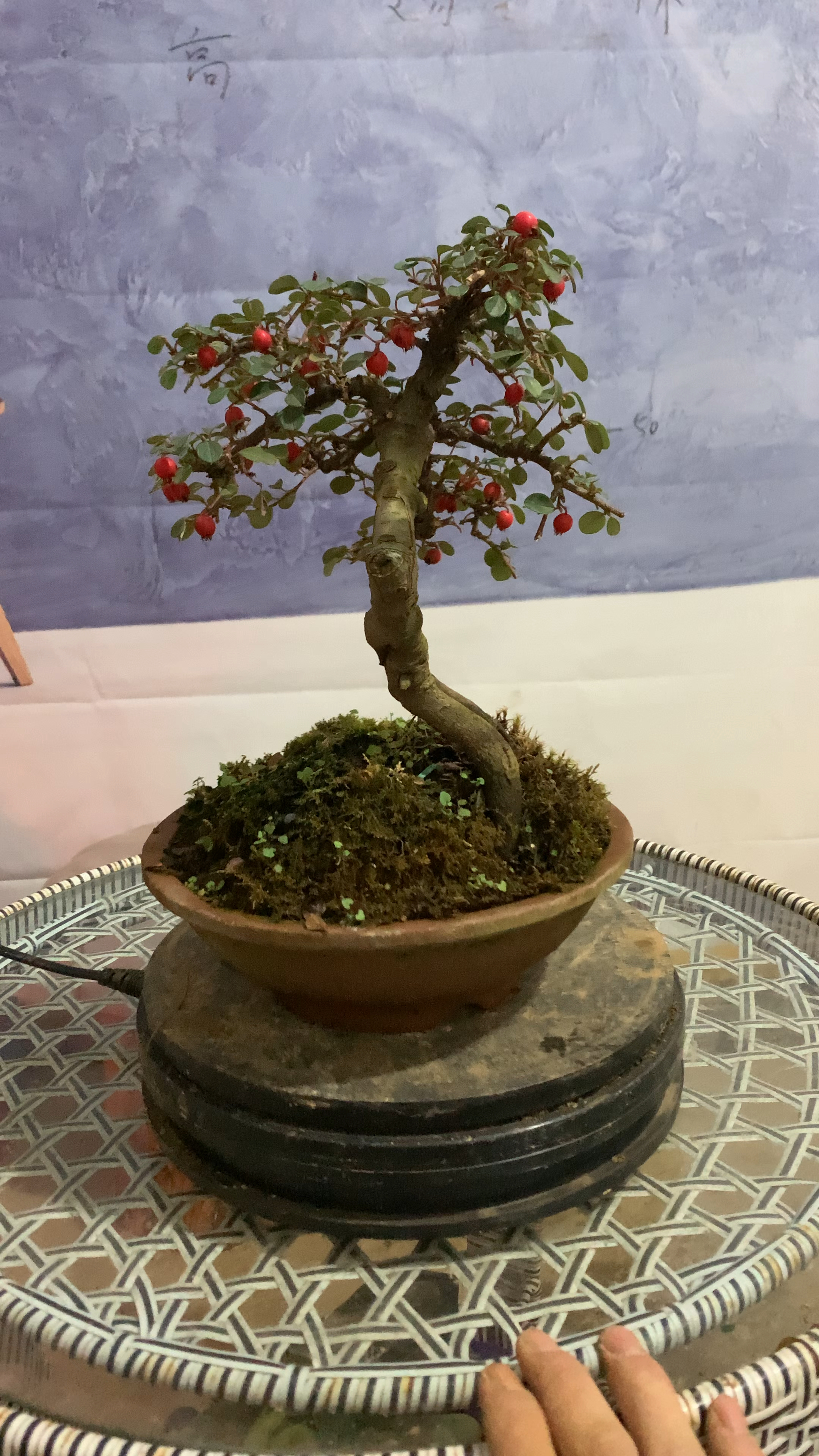 荀子小品喜欢双击