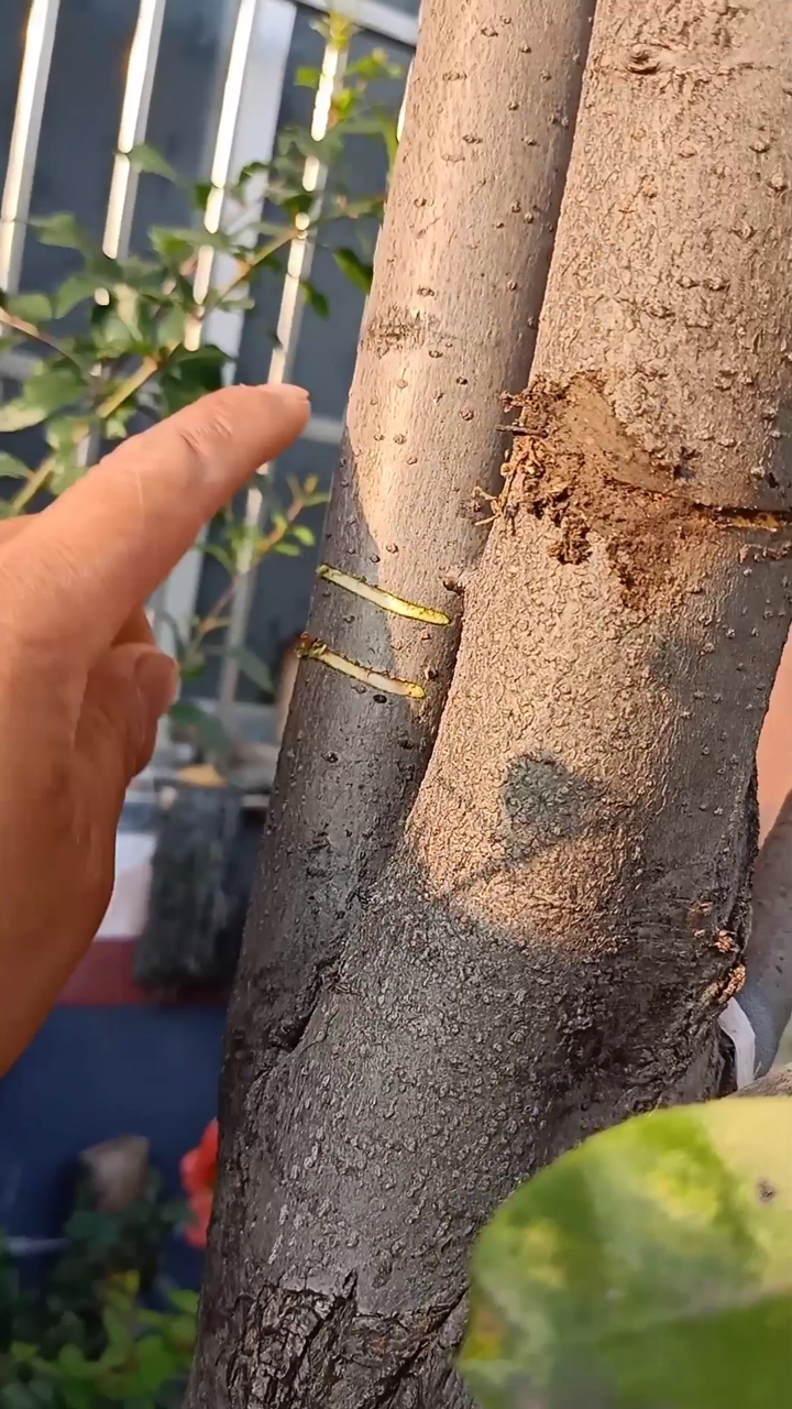 嫁接技术#梨树科学环割,促使花芽分化,提高千倍产量