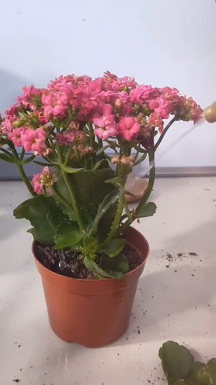 如何养好长寿花一起看看吧