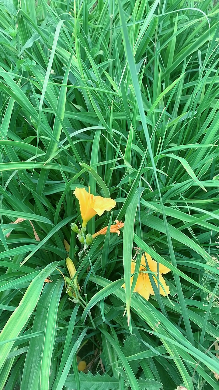 野黄花,也是常说的黄花菜的花