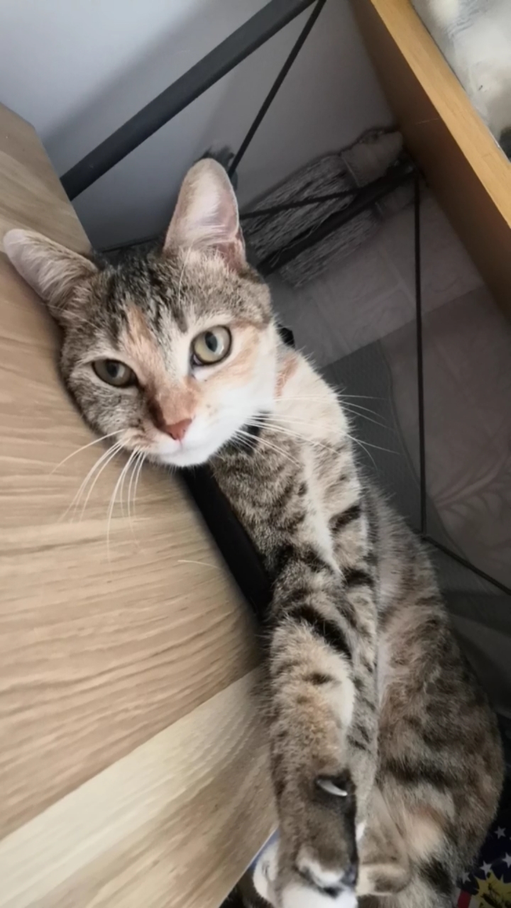 混血狸花猫#每天早晨小猫就枕着床头柜直勾勾的看着你睡醒是怎样的