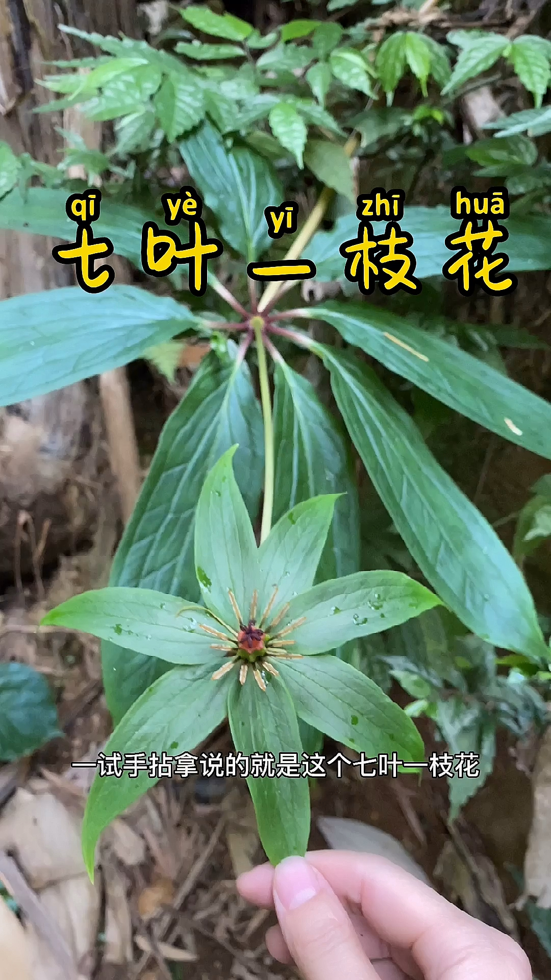 植物#有多少人见过七叶一枝花的果实