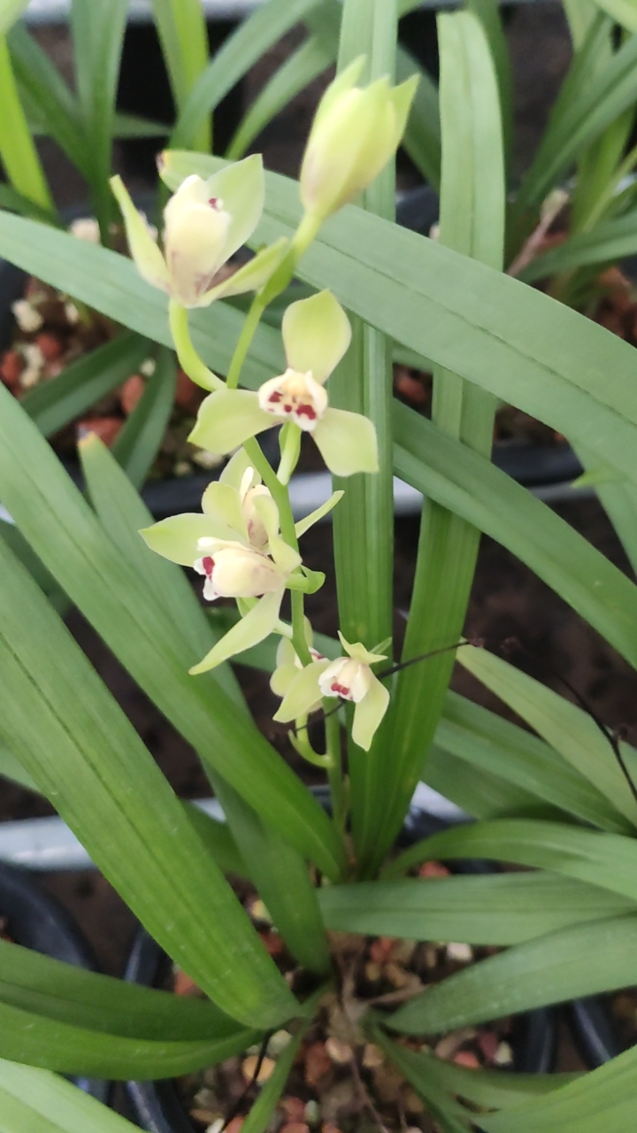 兰花小站#建兰泸州荷仙