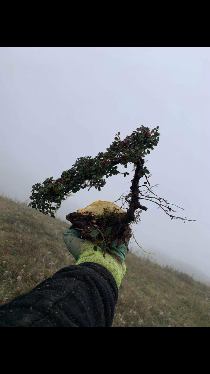 白花大果荀子喜欢分享转发