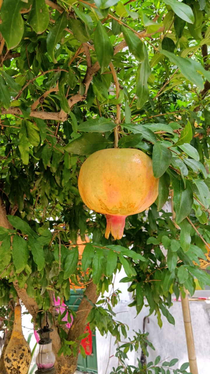 我是一棵秋天的石榴树