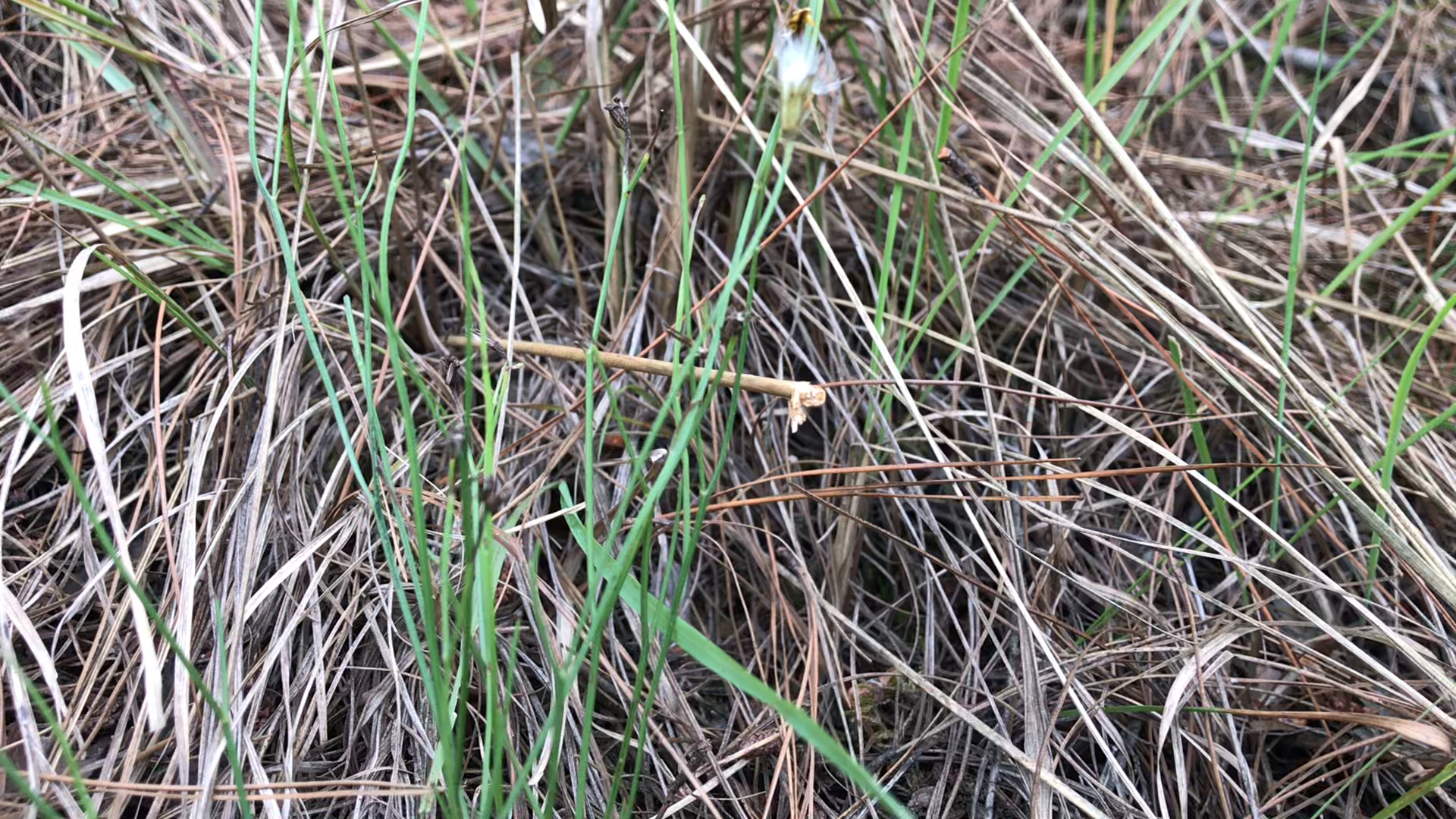 万丈深,还阳参,铁扫把
