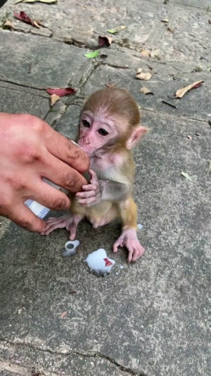 搞笑猴子看来这个奶很好喝啊抱着都不撒手