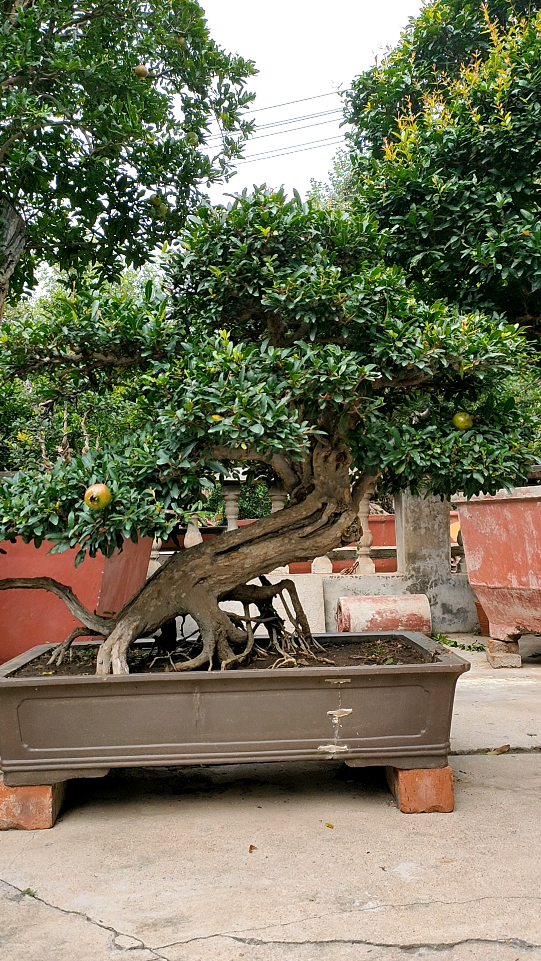 石榴盆景#精品金奖作品