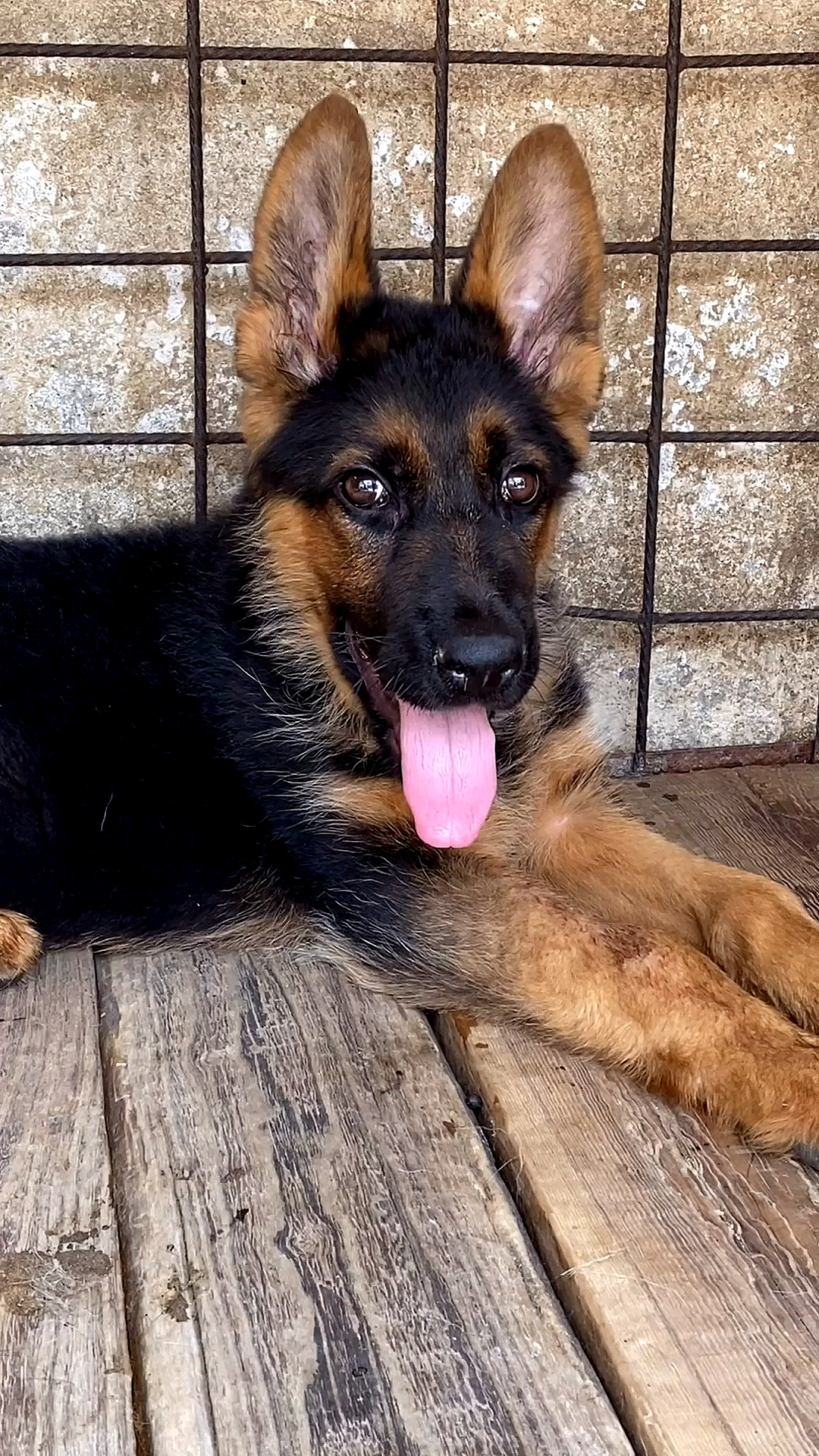 四个月德国牧羊犬,越来越漂亮了