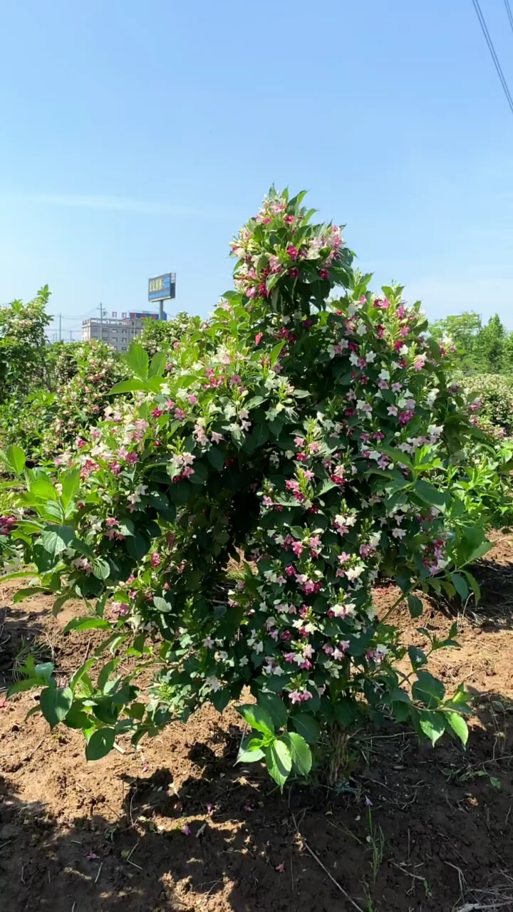五彩锦带寓意前程似锦开花彩色,耐寒耐旱南北方都可以栽植