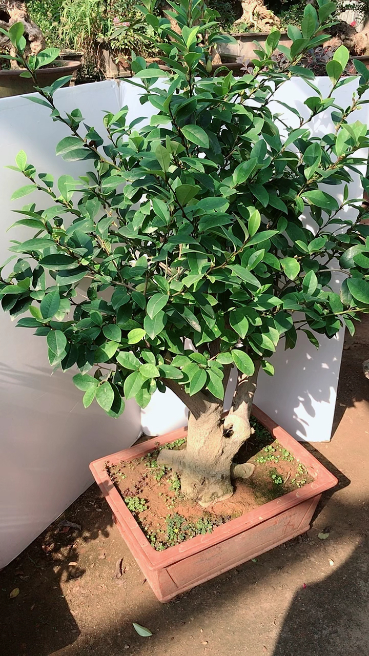 喜欢含笑的朋友关注哦