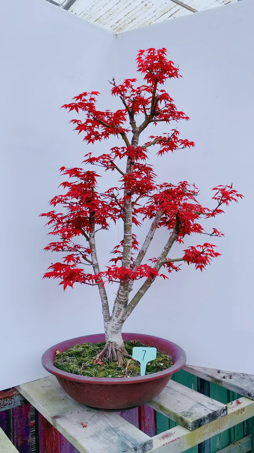 原生长桩枫树盆景