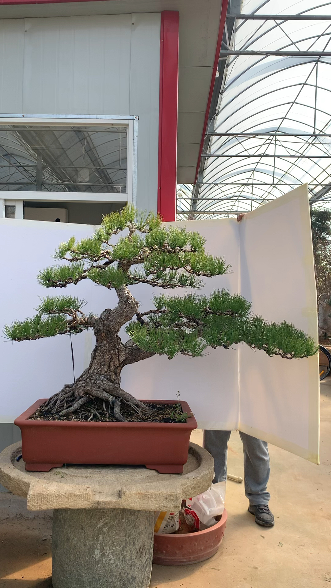 #黑松盆景#大黑松