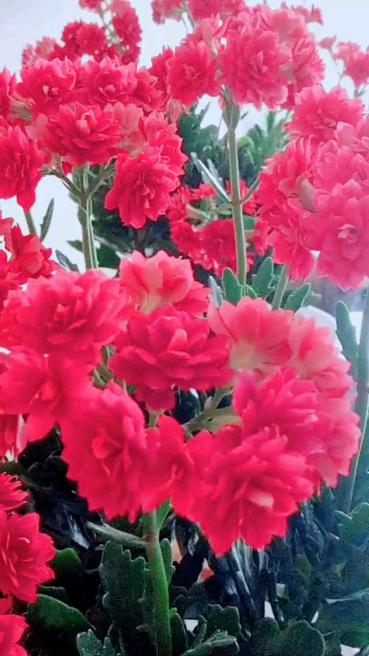 长寿花红宝石,好看又好养,适合家庭养殖