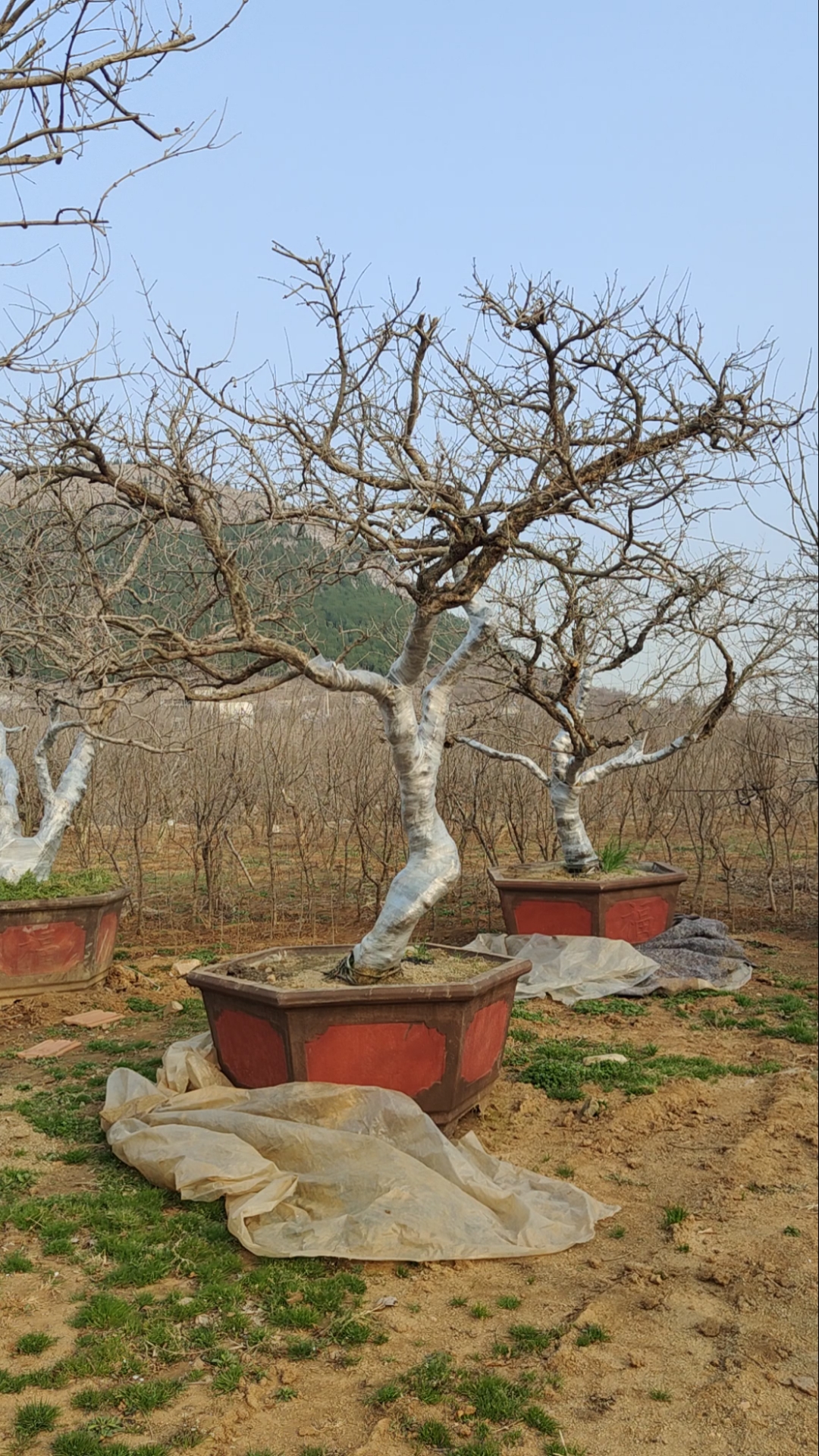 庭院景观#大红袍造型石榴树-全民小视频