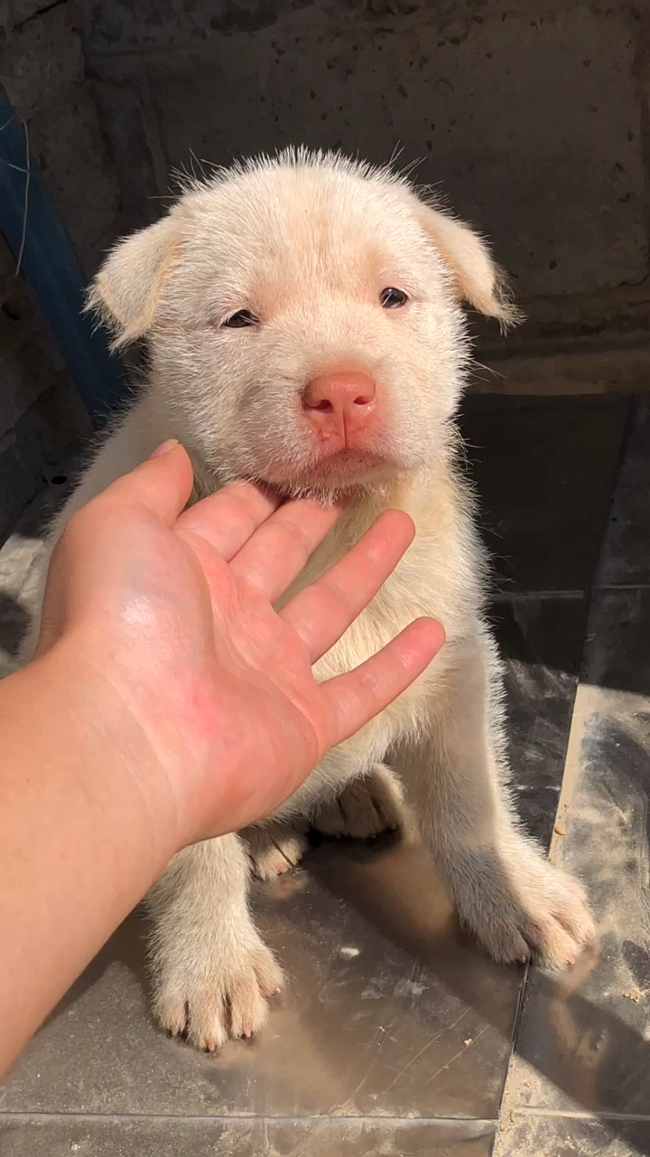 两个月的纯种虎头下司犬太能吃了现在肥的像头小猪一样