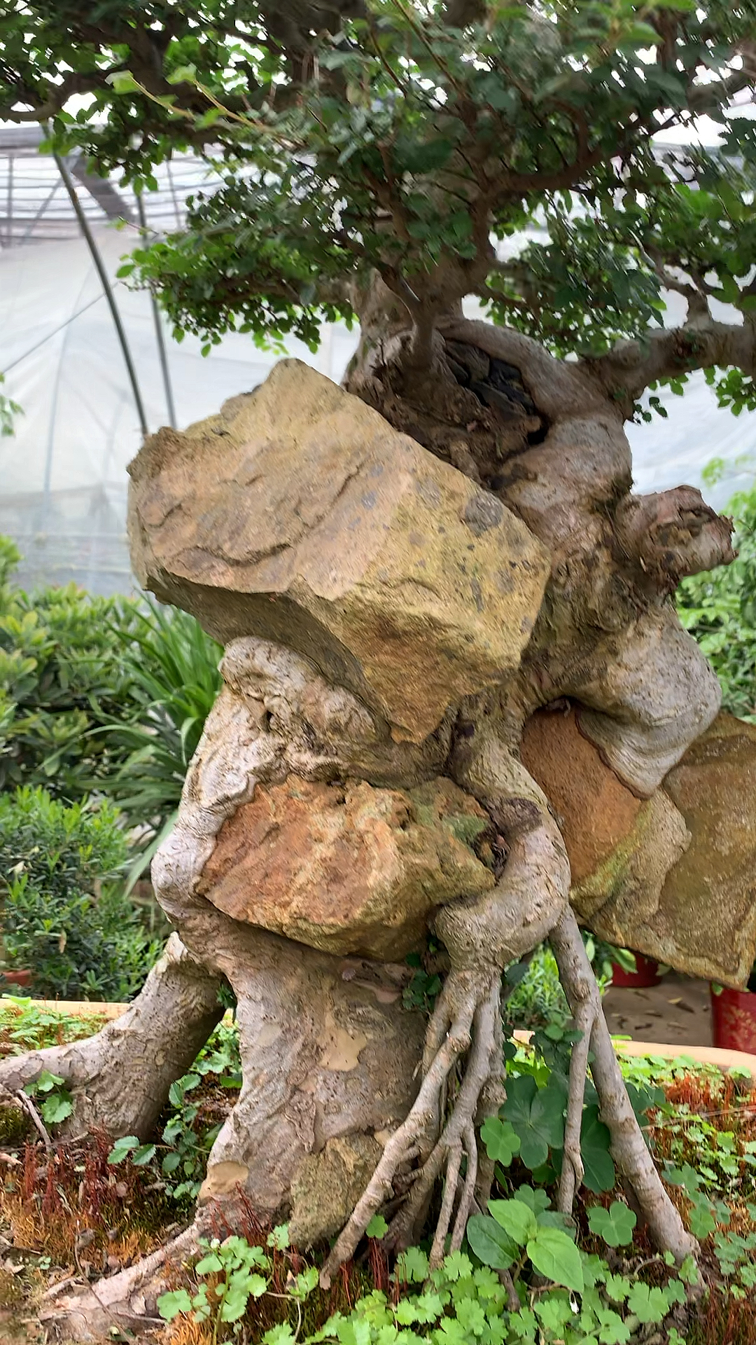 压力山大呀!抱石榆树