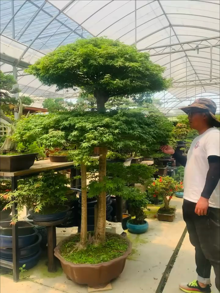 青姬枫树#进口青姬枫树,大中小三颗,温馨的一家三口