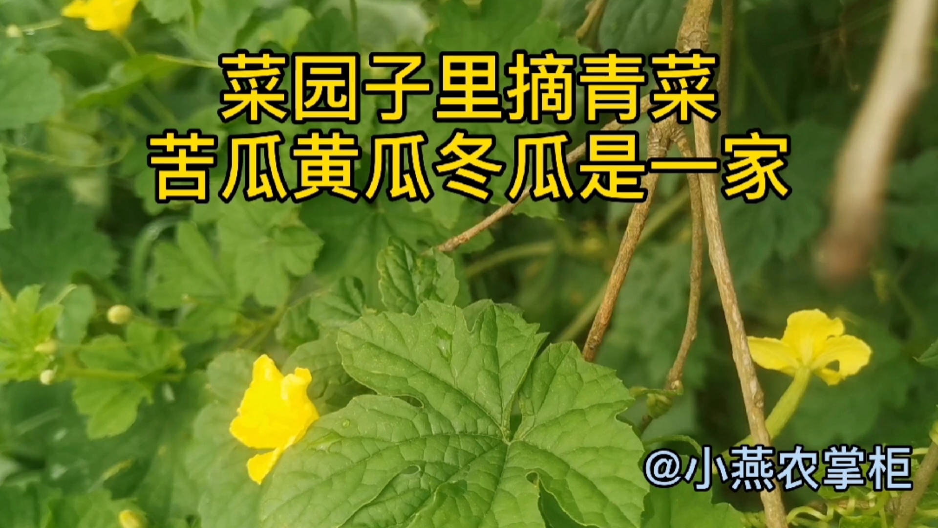 菜园子里摘青菜-苦瓜黄瓜冬瓜是一家#生活#小燕农掌柜