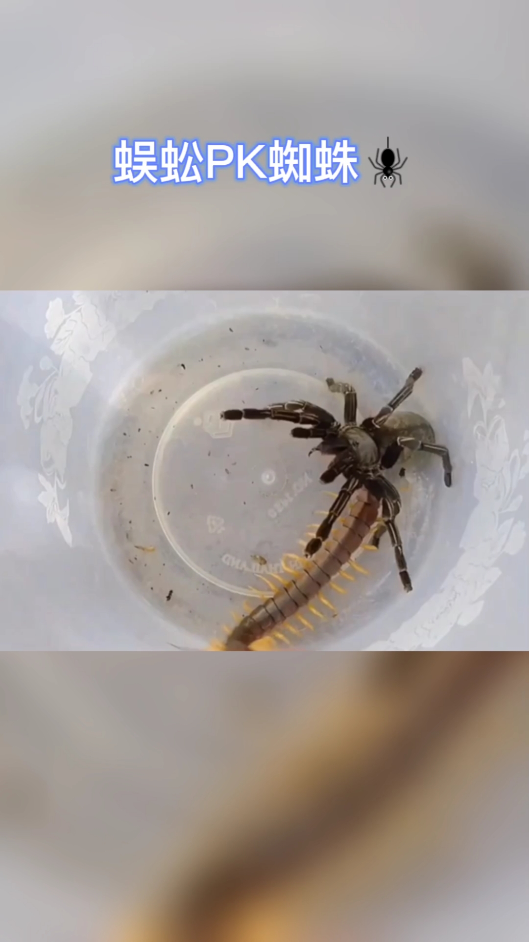 #神奇动物在这里#蜘蛛pk蜈蚣