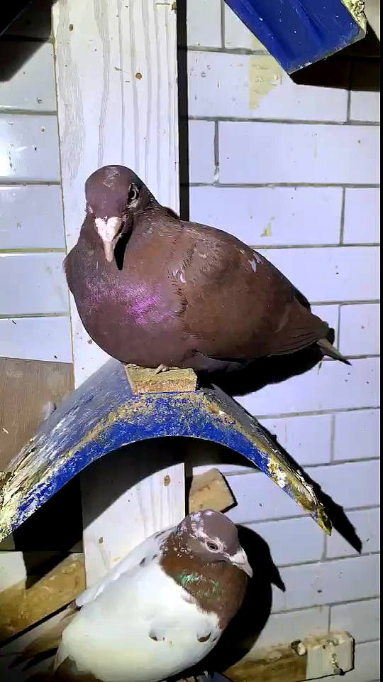 鸽痴的鸽子#大红袍