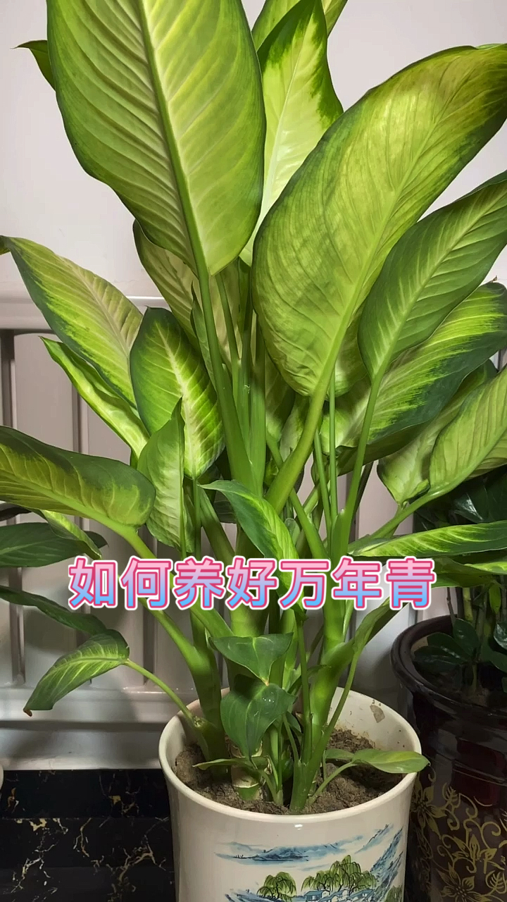 万年青家庭如何养好万年青30秒学会