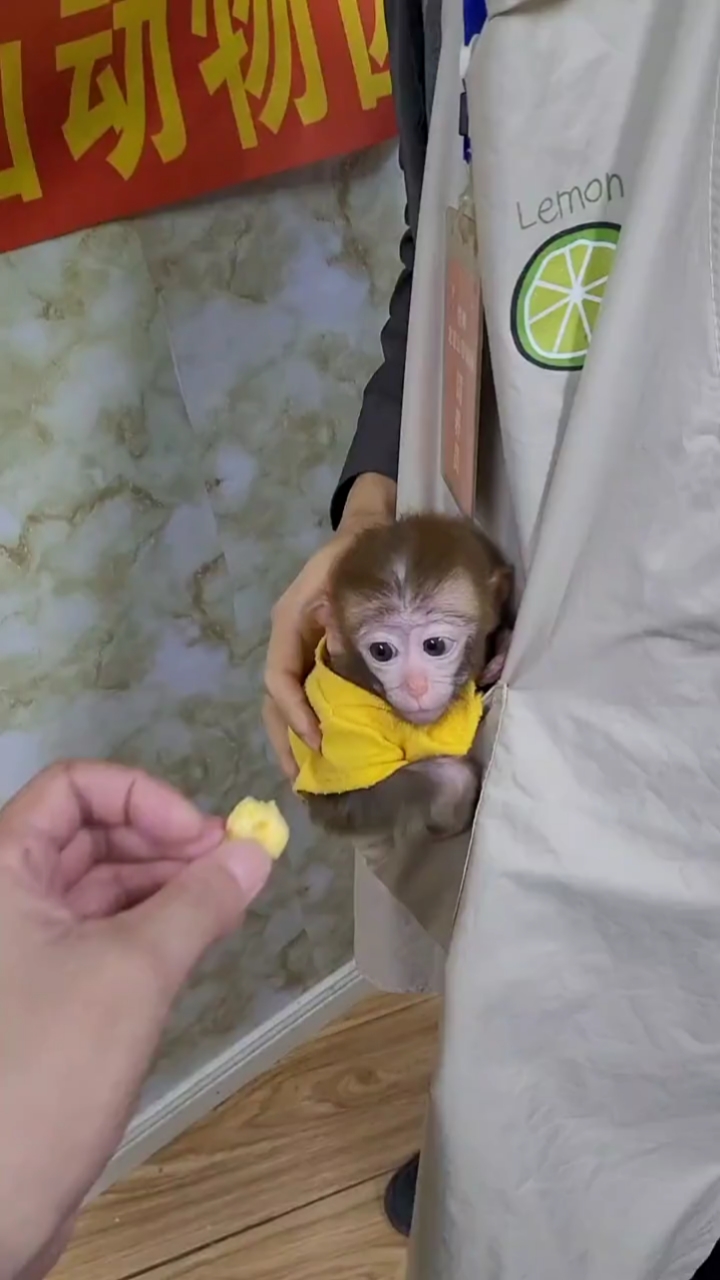 可爱的袖珍猴真的太可爱了关爱保护野生动物人人有责
