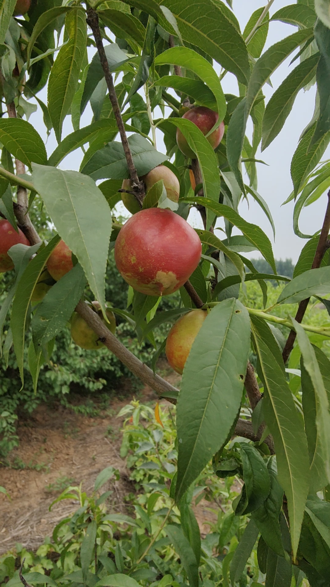 黄肉油桃品种早熟油桃苗品种油桃树苗哪里有卖多少钱