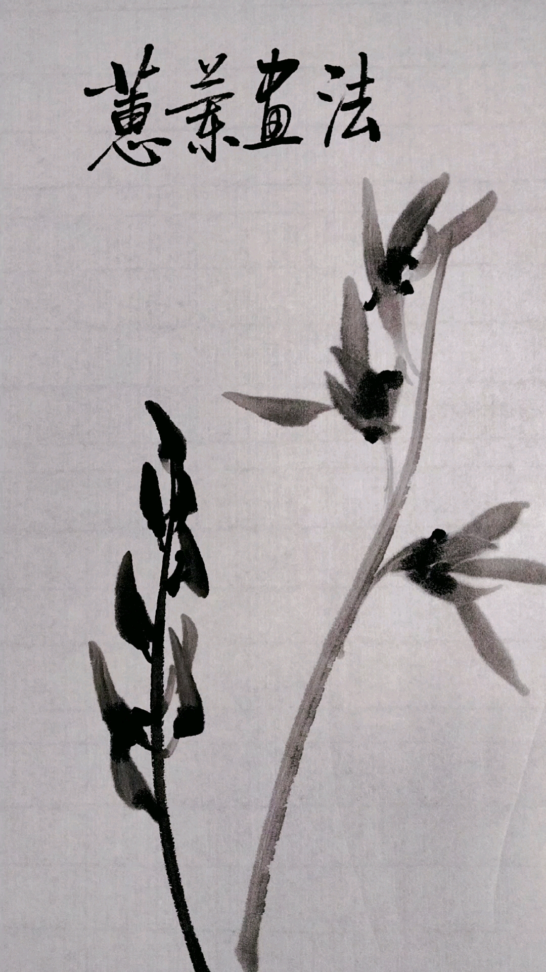 中国画蕙兰的画法中锋用笔你会吗