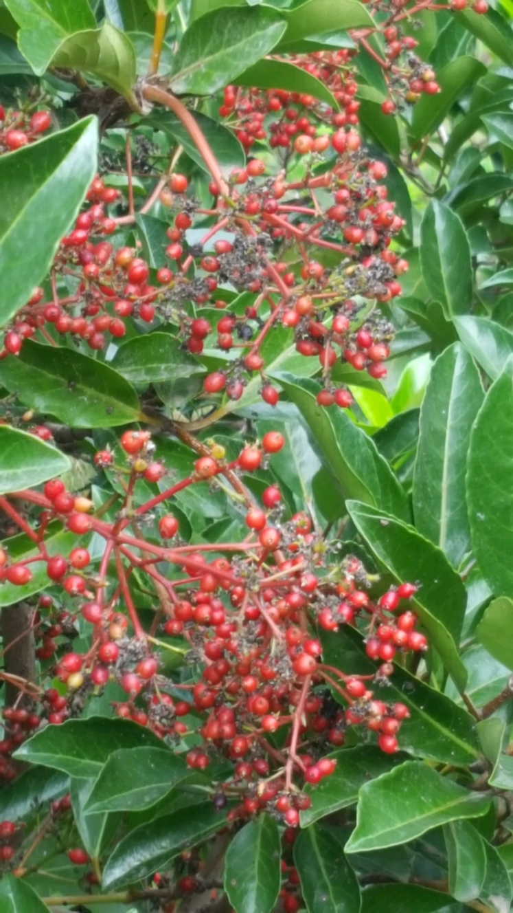 漂亮的小红珍珠果子